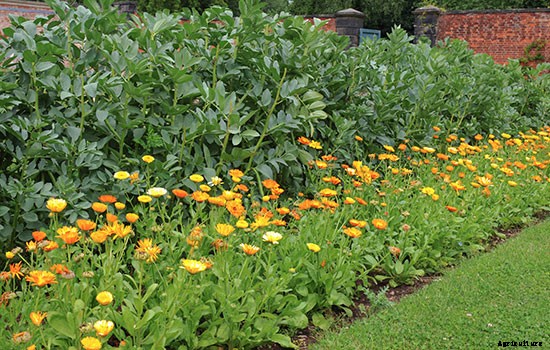 Not Just Pretty to Look At: Try These 10 Edible Flowers