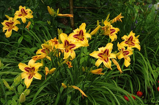 Not Just Pretty to Look At: Try These 10 Edible Flowers