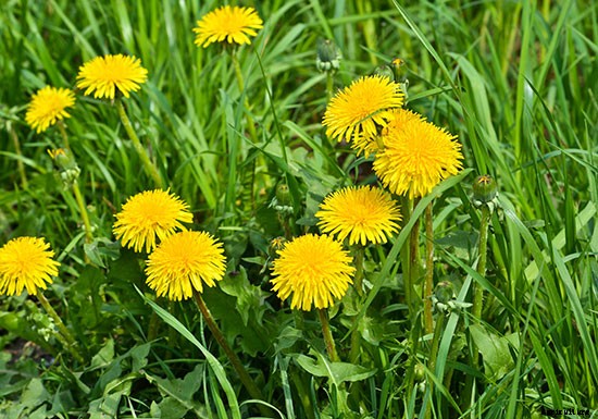Not Just Pretty to Look At: Try These 10 Edible Flowers