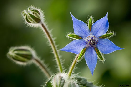 Not Just Pretty to Look At: Try These 10 Edible Flowers