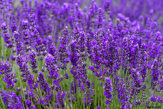 Not Just Pretty to Look At: Try These 10 Edible Flowers