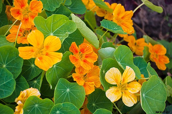 Not Just Pretty to Look At: Try These 10 Edible Flowers