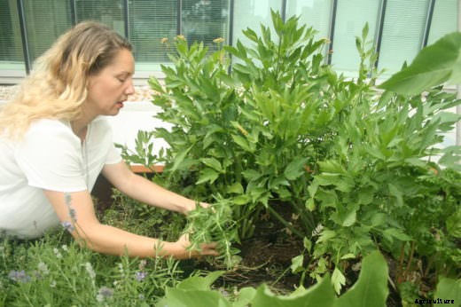 Take a Tour of the UN’s Small-Scale and Diverse Food Gardens