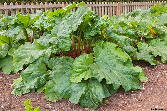 Plant These 10 Perennial Vegetables and Reap Harvests Year After Year