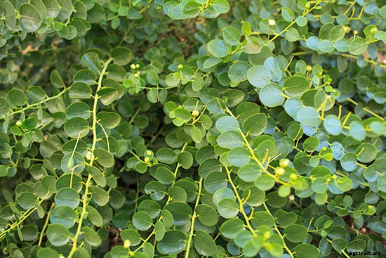 Plant These 10 Perennial Vegetables and Reap Harvests Year After Year