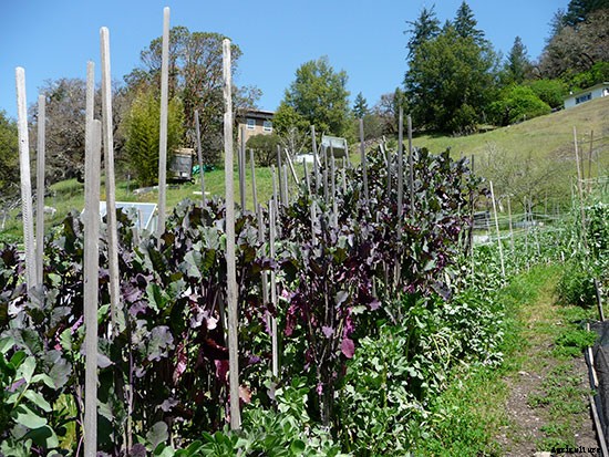 Plant These 10 Perennial Vegetables and Reap Harvests Year After Year