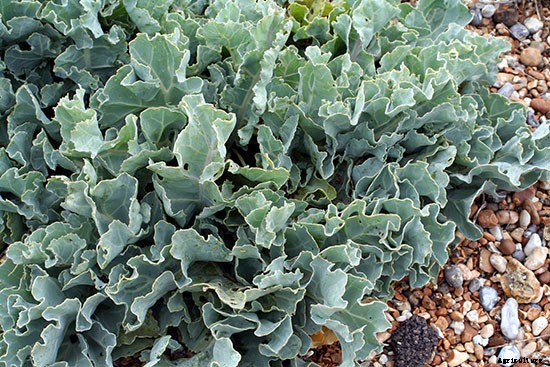 Plant These 10 Perennial Vegetables and Reap Harvests Year After Year