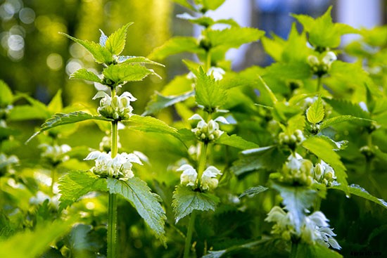 Plant These 10 Perennial Vegetables and Reap Harvests Year After Year