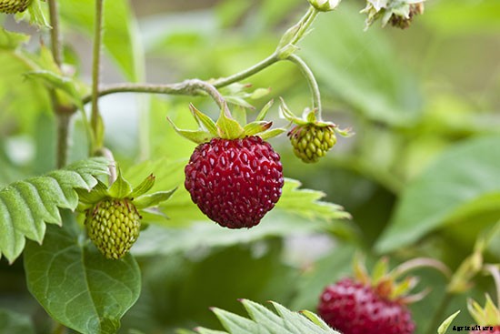 So Shady: 10 Crops That Can Be Grown Without a Lot of Sun