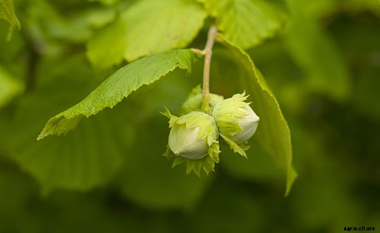 So Shady: 10 Crops That Can Be Grown Without a Lot of Sun