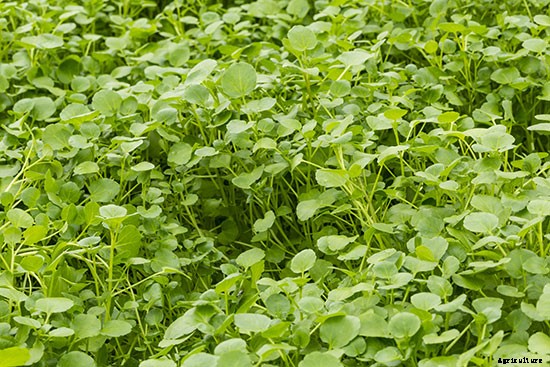 So Shady: 10 Crops That Can Be Grown Without a Lot of Sun