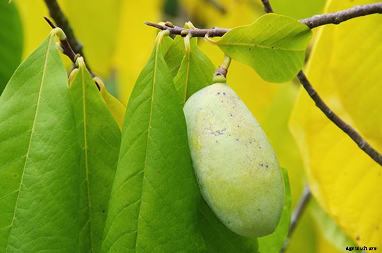 So Shady: 10 Crops That Can Be Grown Without a Lot of Sun