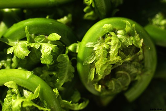 So Shady: 10 Crops That Can Be Grown Without a Lot of Sun