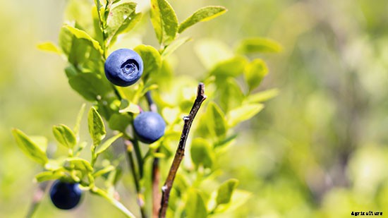 So Shady: 10 Crops That Can Be Grown Without a Lot of Sun