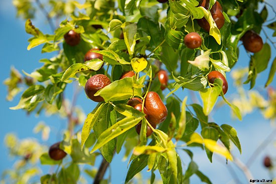 10 Drought-Tolerant Plants to Have a Bountiful Garden With Less Water