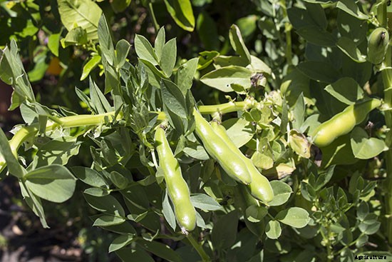 10 Drought-Tolerant Plants to Have a Bountiful Garden With Less Water