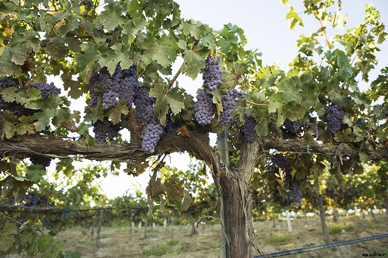 10 Drought-Tolerant Plants to Have a Bountiful Garden With Less Water