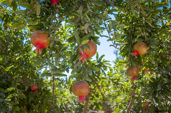 10 Drought-Tolerant Plants to Have a Bountiful Garden With Less Water