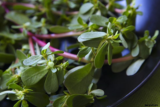 10 Drought-Tolerant Plants to Have a Bountiful Garden With Less Water