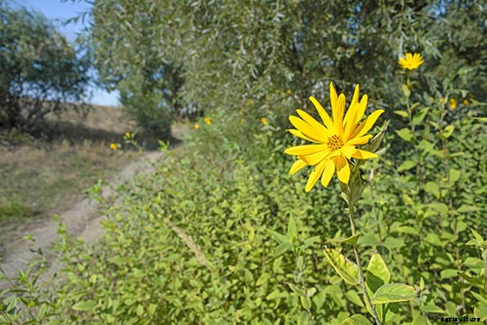 10 Drought-Tolerant Plants to Have a Bountiful Garden With Less Water