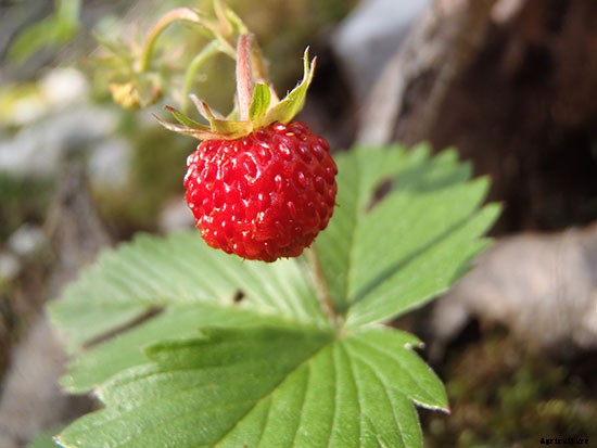 Meet The Fruit: Fraises Des Bois, the Best Strawberry You’ve Never Had