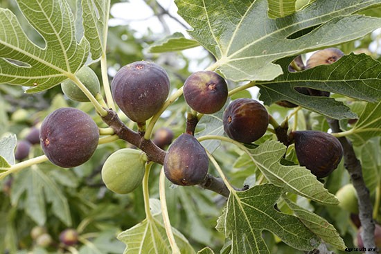 Got Figs? How to Grow California Crops Outside Ag’s Golden State