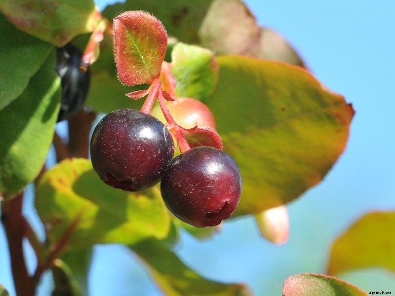 How to Grow Your Own Superfoods