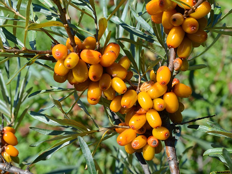 How to Grow Your Own Superfoods