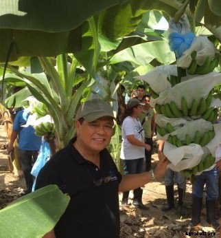 Researcher Says the Impending Death of the World’s Favorite Banana Has Been Greatly Exaggerated