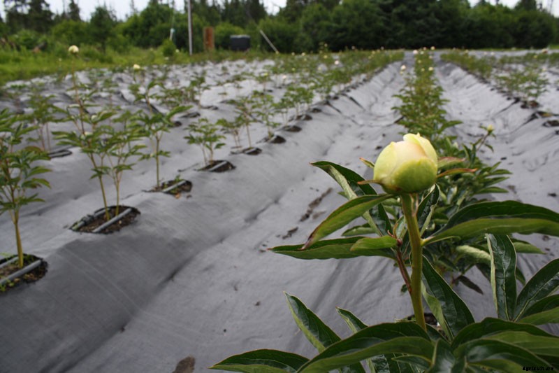 Alaskan Peonies: Lessons from the Frontier State on a Blossoming Industry