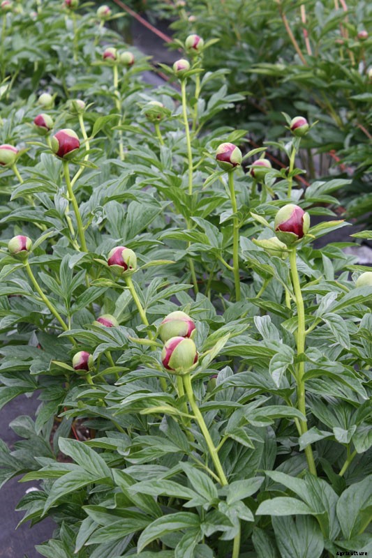 Alaskan Peonies: Lessons from the Frontier State on a Blossoming Industry