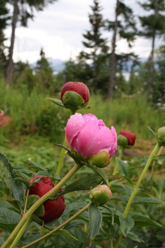 Alaskan Peonies: Lessons from the Frontier State on a Blossoming Industry