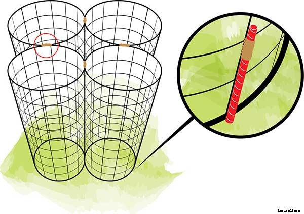 Weekend Project: DIY Tomato Cages