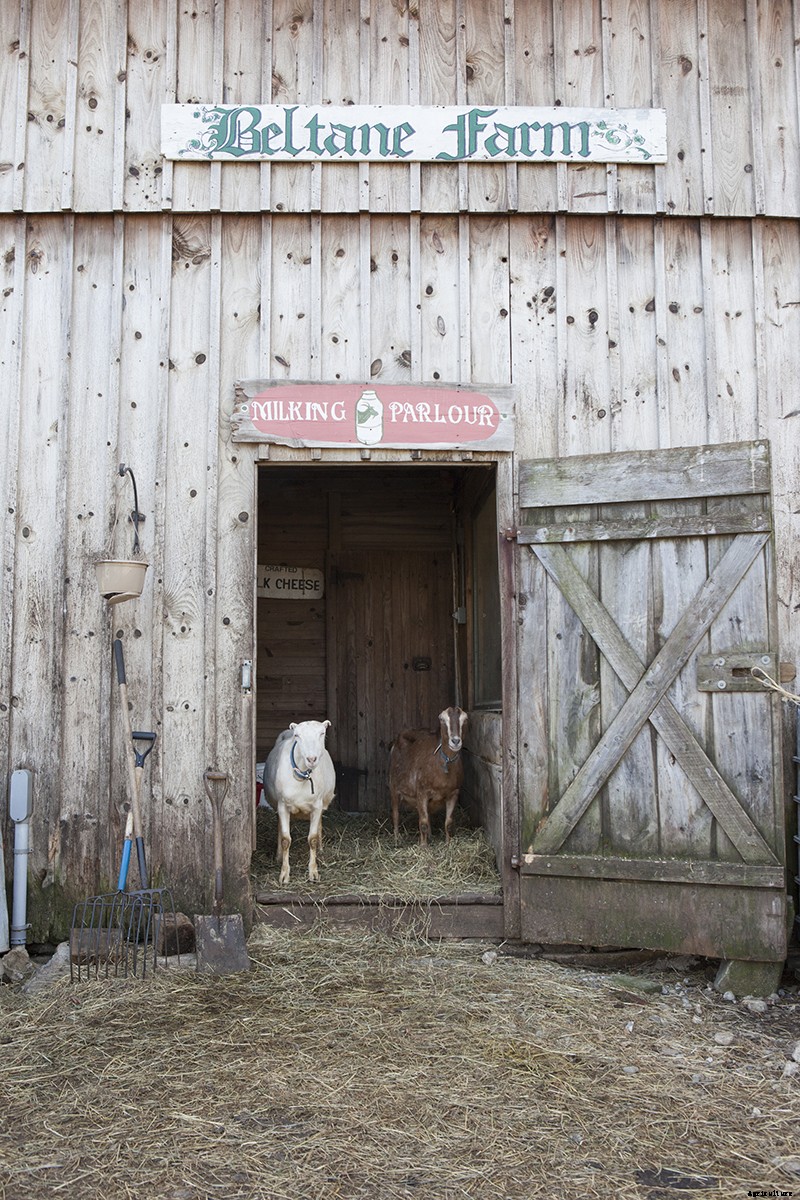 Photo Essay: Kidding Season at Connecticut’s Beltane Farm
