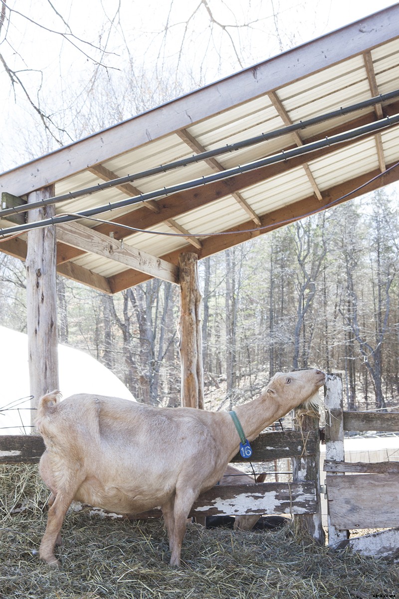 Photo Essay: Kidding Season at Connecticut’s Beltane Farm