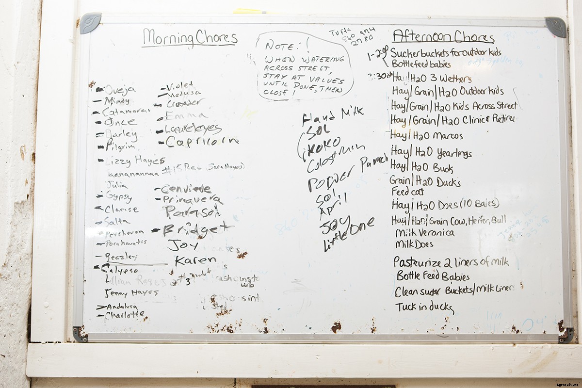 Photo Essay: Kidding Season at Connecticut’s Beltane Farm