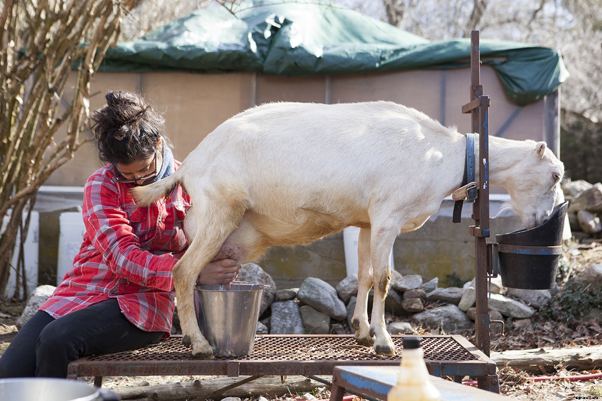 Photo Essay: Kidding Season at Connecticut’s Beltane Farm