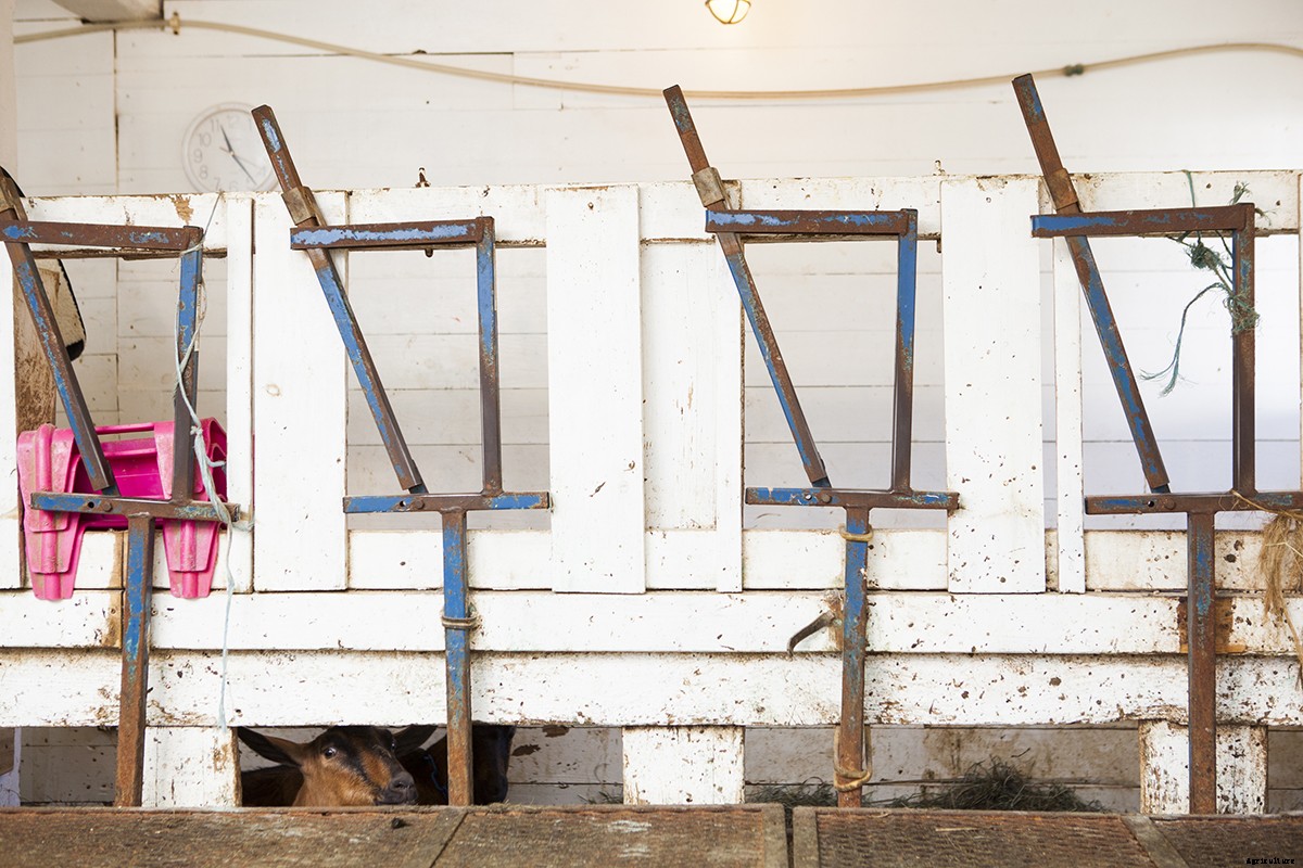 Photo Essay: Kidding Season at Connecticut’s Beltane Farm