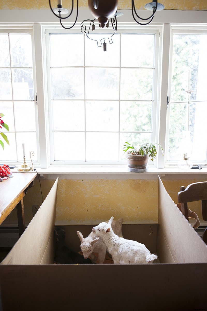 Photo Essay: Kidding Season at Connecticut’s Beltane Farm