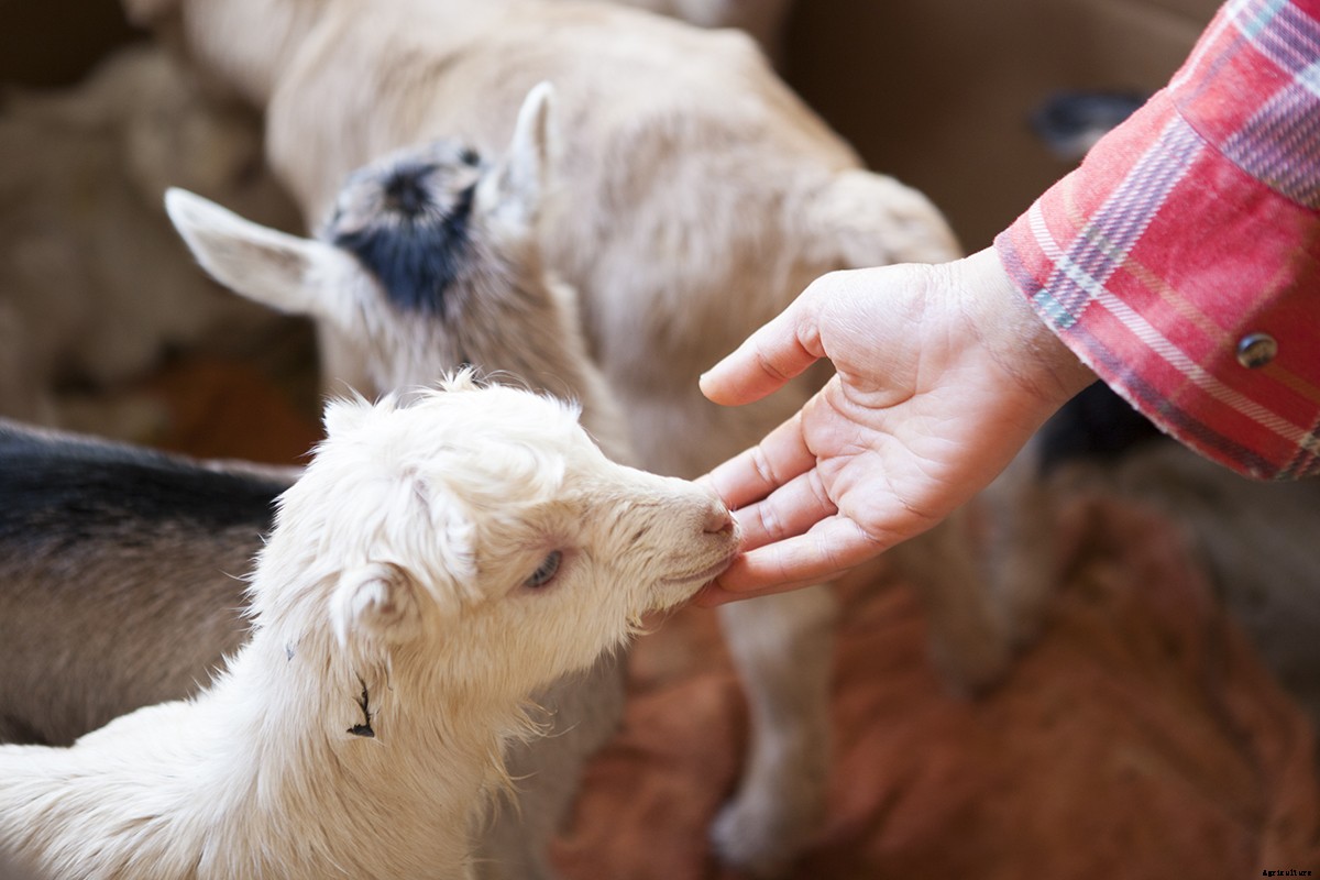 Photo Essay: Kidding Season at Connecticut’s Beltane Farm