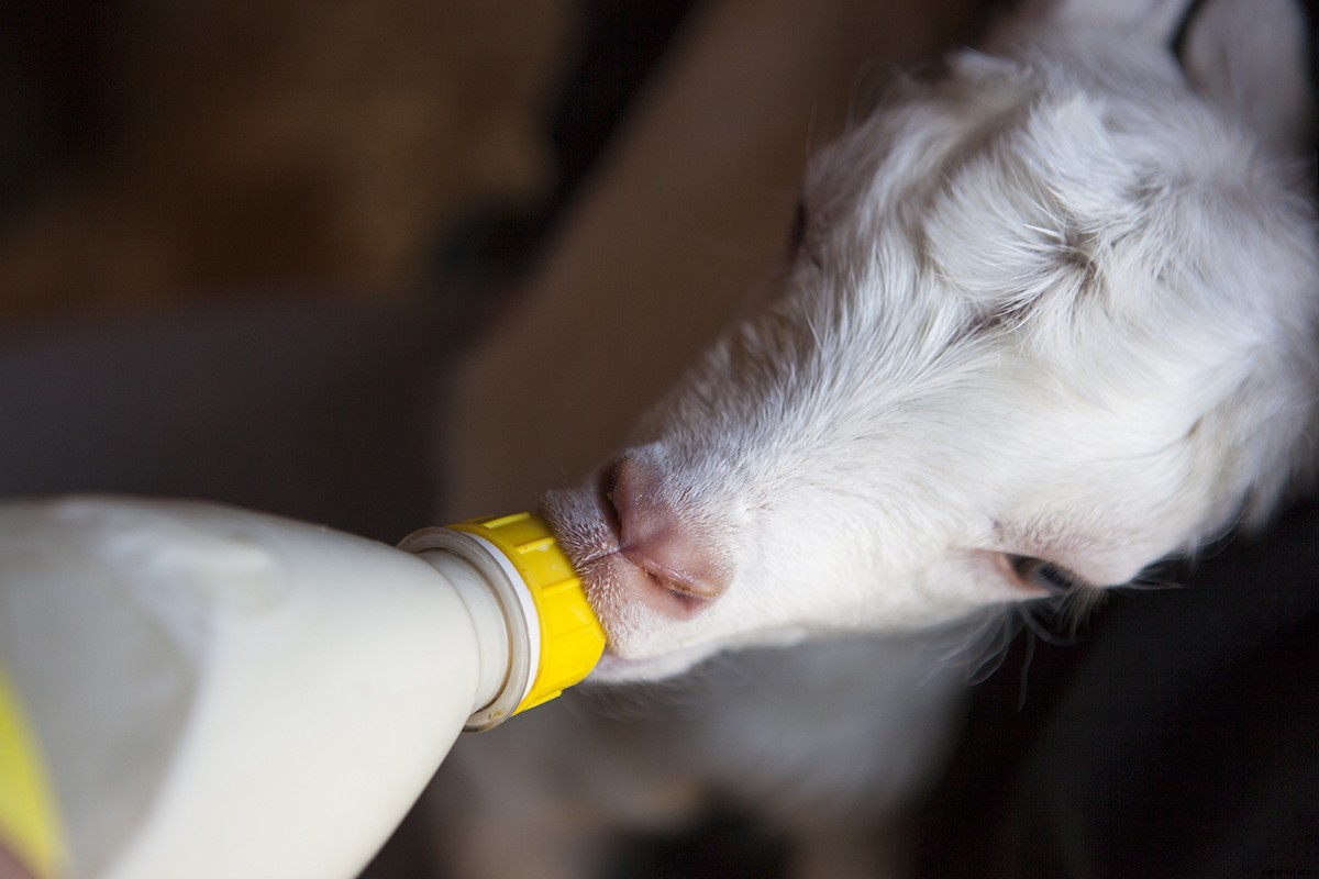 Photo Essay: Kidding Season at Connecticut’s Beltane Farm