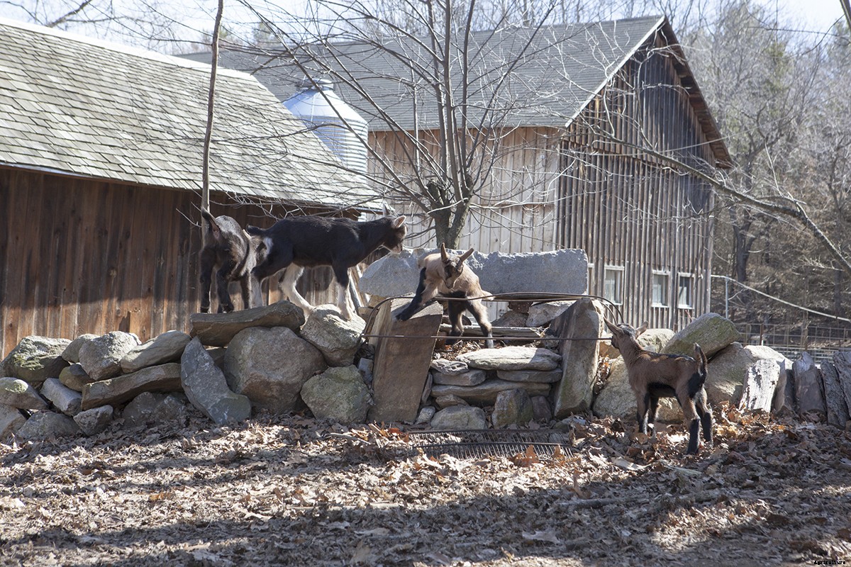 Photo Essay: Kidding Season at Connecticut’s Beltane Farm