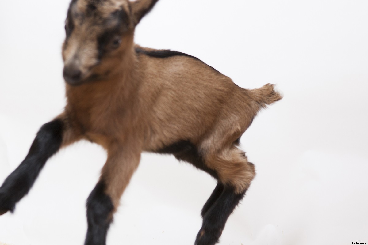 Photo Essay: Kidding Season at Connecticut’s Beltane Farm