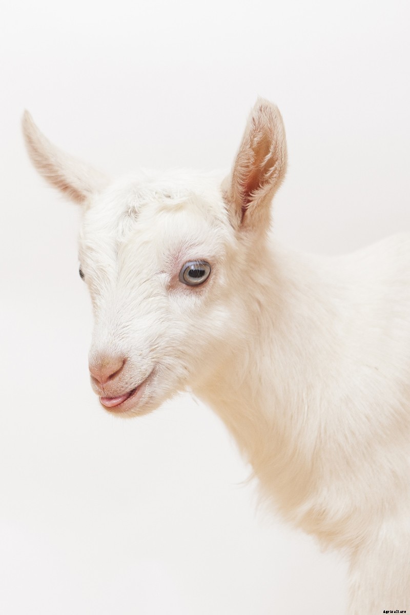 Photo Essay: Kidding Season at Connecticut’s Beltane Farm