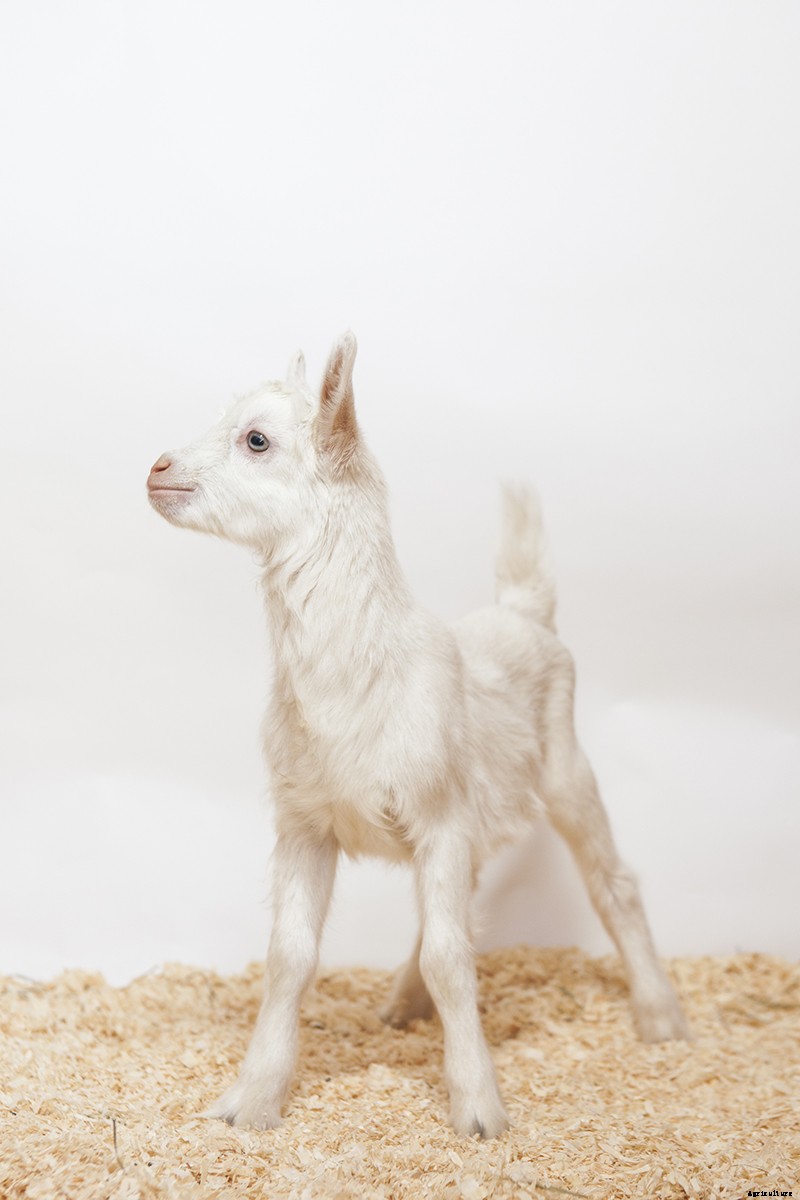 Photo Essay: Kidding Season at Connecticut’s Beltane Farm