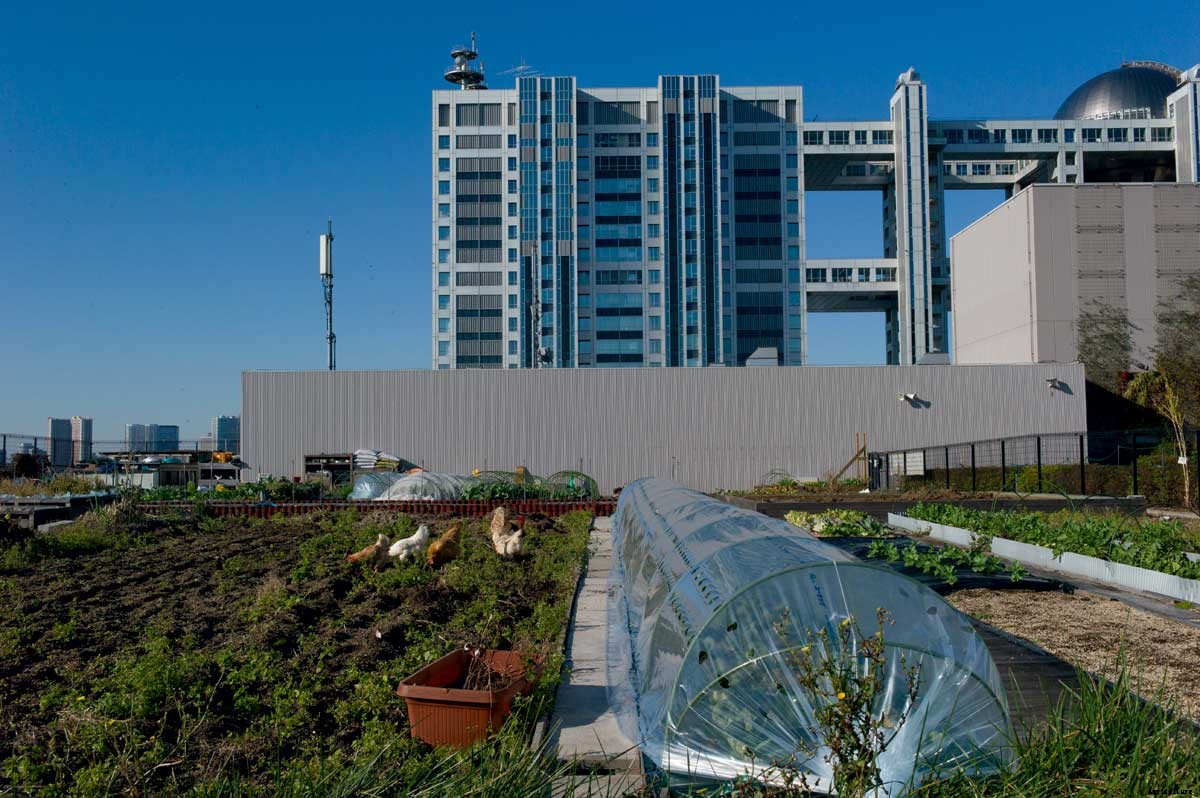 Agricultural Aftershocks: How Japan is Combatting a Decline in Farming