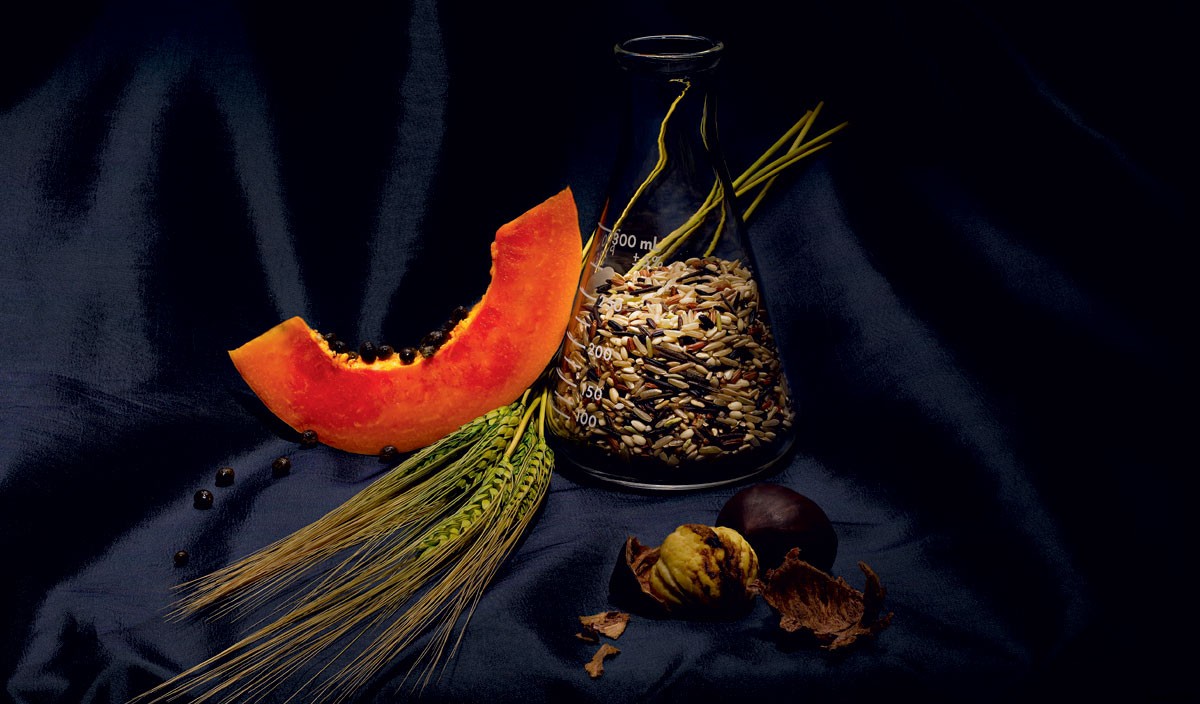 Still Life with Mass Hysteria: Are GMOs Really That Bad?