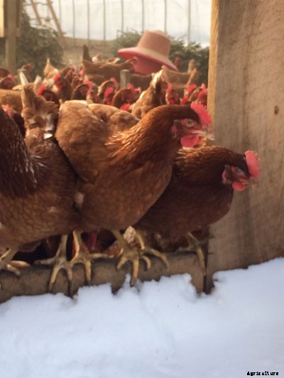 Fowl Play: How to Engage Chickens When They Have to be Cooped Up