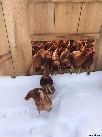 Fowl Play: How to Engage Chickens When They Have to be Cooped Up