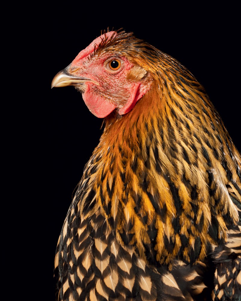 How to Raise Chickens for Farm-Fresh Eggs